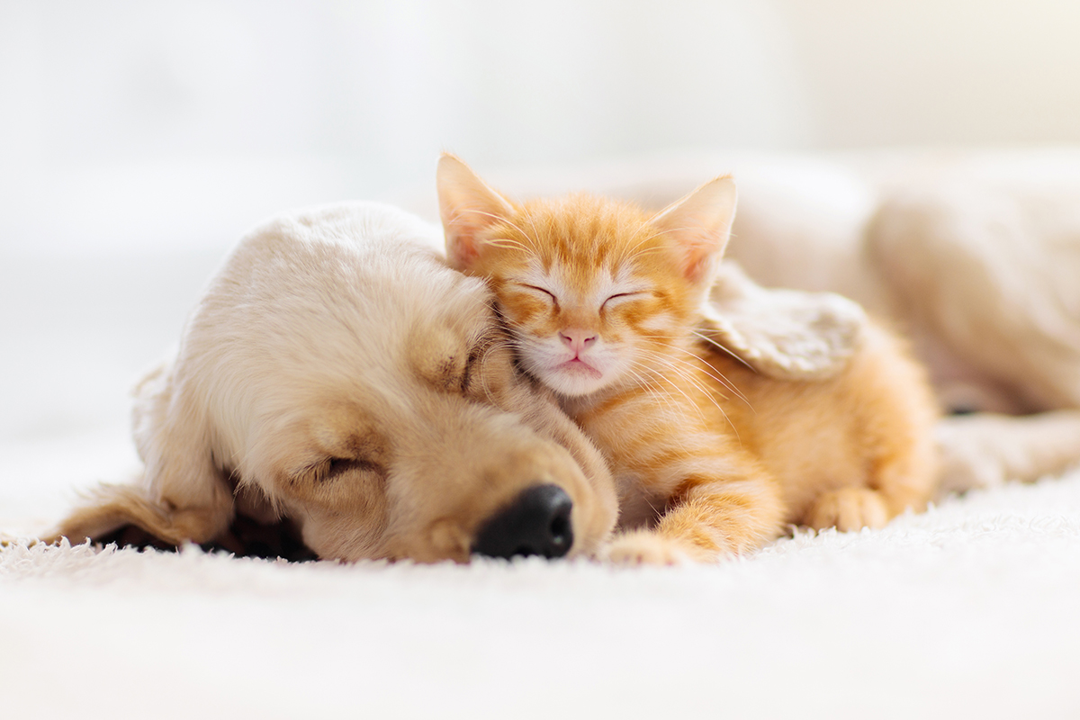 Hunde- und Katzenbaby